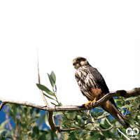 گونه لیل Eurasian Hobby